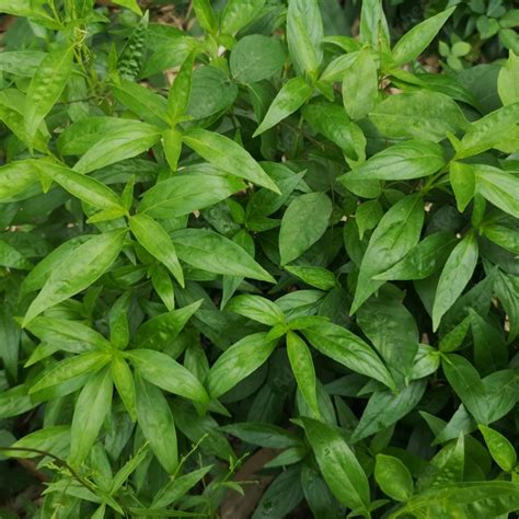 芙蓉菊避邪|避邪草是什麼？常見6種「避邪植物」介紹，趨吉避凶。